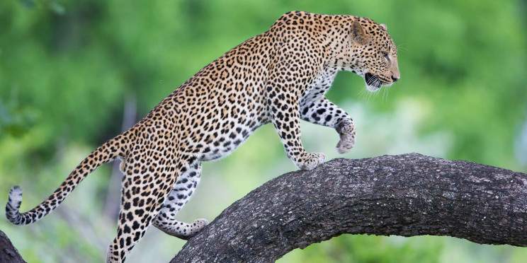 8-Day South Luangwa Bushcamp Adventure - Seasonal Tour