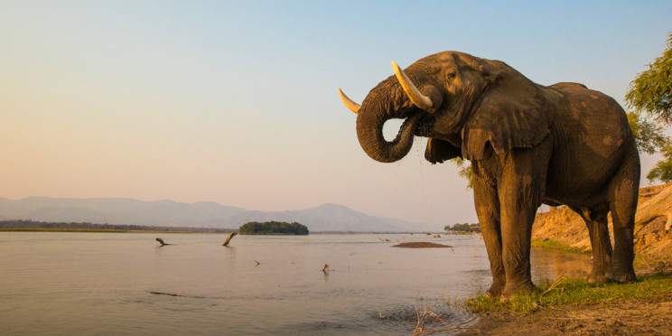 7-Day Hwange and Mana Pools Luxury Safari Adventure