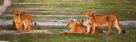 6-Day Affordable Victoria Falls and Hwange NP Safari