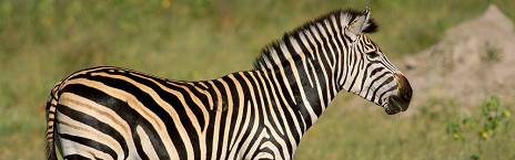 7-Day Victoria Falls, Hwange NP and Matobo NP Experience