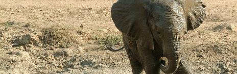 5-Day Fly in Mana Pools Safari
