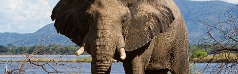 Budget camping Inside Mana Pools NP – Day 1: Lunch & Dinner Included – Day 2-4: All Meals Included