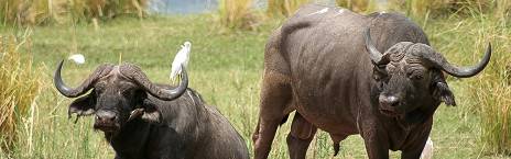 5-Day Fly in Mana Pools Safari