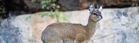 7-Day Victoria Falls, Hwange NP and Matobo NP Experience