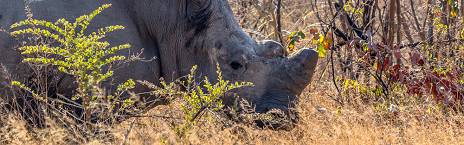 ½-Day Matobo Rhino Encounter Safari