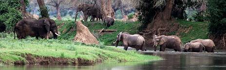 ½-Day Sunrise Safari in Zambezi National Park 3 Hours