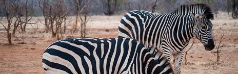 2-Day 1 Night Victoria Falls Safari + 1 Night Hotel