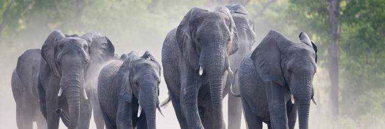 Full-Day Game Drive in Hwange National Park
