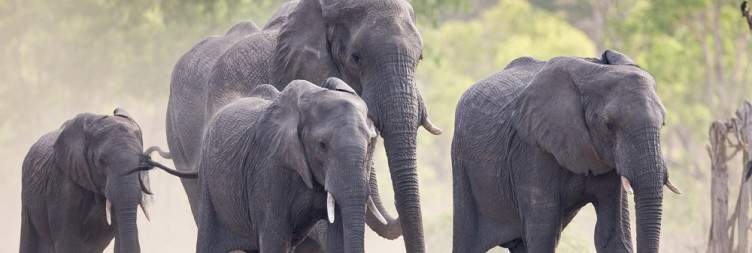 Arrival & Transfer to Hwange National Park