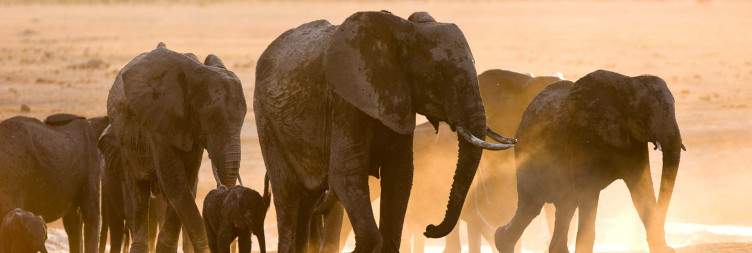 Victoria Falls to Hwange National Park