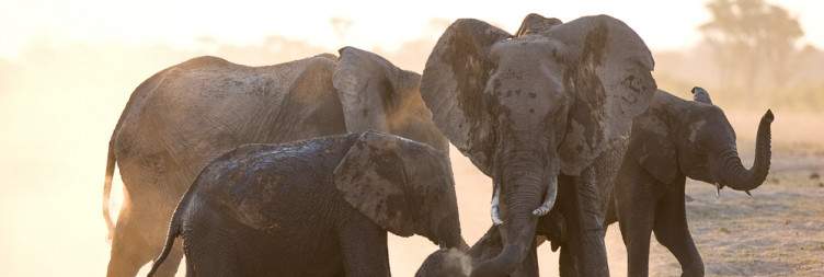 Full Day Game Drive in Hwange National Park