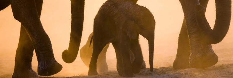Transfer from Victoria Falls to Nyantue Camp in Hwange National Park