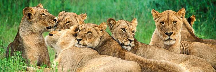 Victoria Falls to Hwange National Park