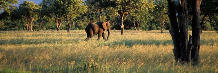 Hwange National Park Full Game Drive
