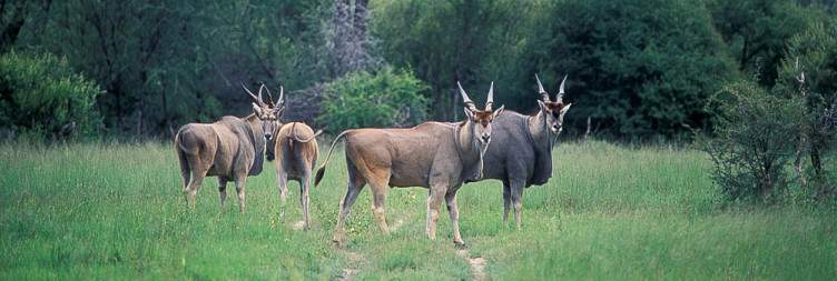 Northern Hwange National Park