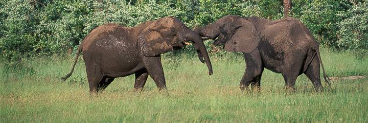 Discover the Eastern Side of Hwange National Park