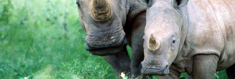 Hwange National Park