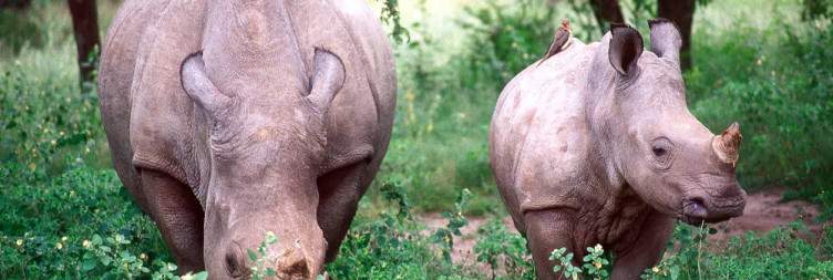 Hwange National Park