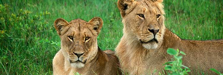 Victoria Falls - Hwange National Park