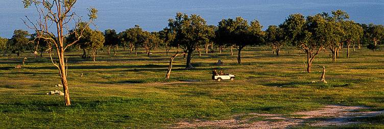 Safari in Hwange National Park