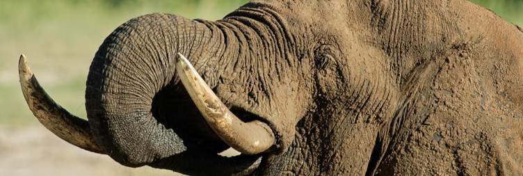 Hwange National Park Safari