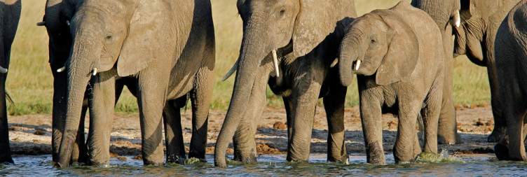 Hwange National Park Full-Day Game Drive