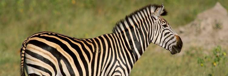 7-Day Victoria Falls, Hwange NP and Matobo NP Experience