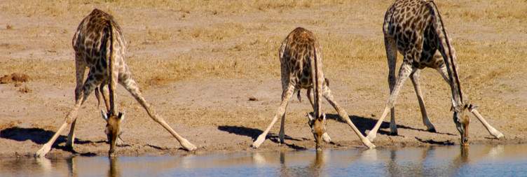 Hwange National Park