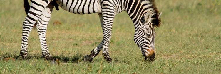 Fly to Hwange National Park
