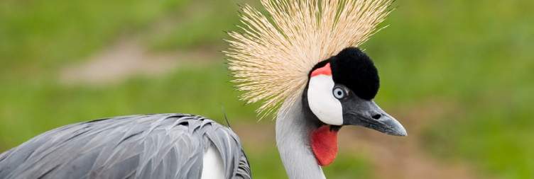 Explore Hwange National Park