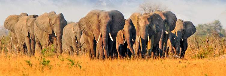 Hwange National Park
