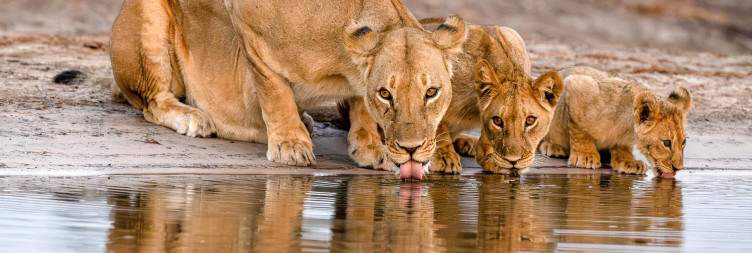 Fly to Hwange National Park