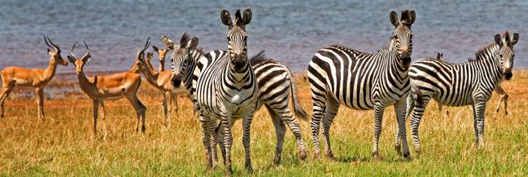 Explore Lake Kariba and Matusadona National Park