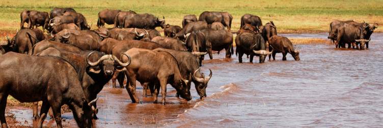Lake Kariba and Matusadona National Park