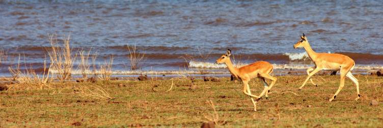Wildlife and Cruising in Kariba