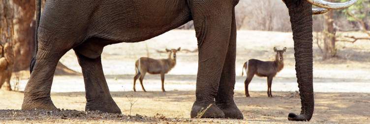 Mana Pools