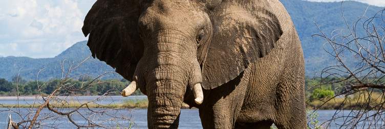 Explore Mana Pools National Park