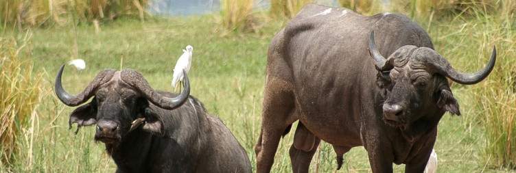 Walking Safari or Game Drive or Boat Safari or Tiger Fishing
