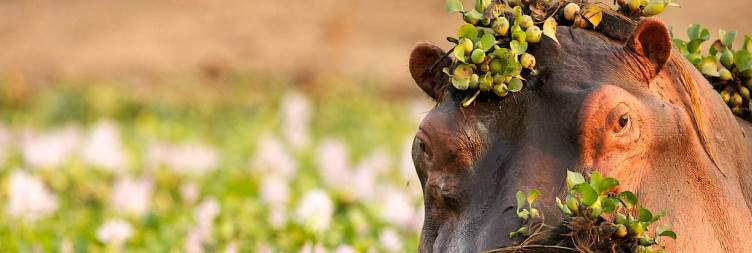 Enjoy Full-Day of Game Activities at Inge Pan Camp
