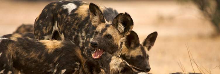Fly to Mana Pools National Park