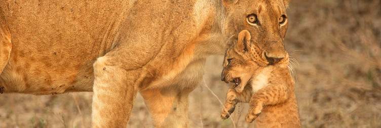 Explore Mana Pools National Park