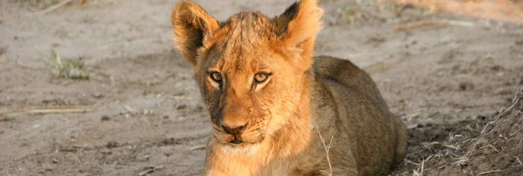 Harare International Airport to Mana Pool National Park