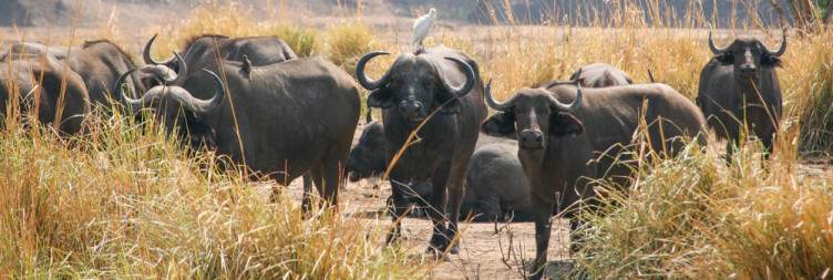 The Mana Pools Safari Experience