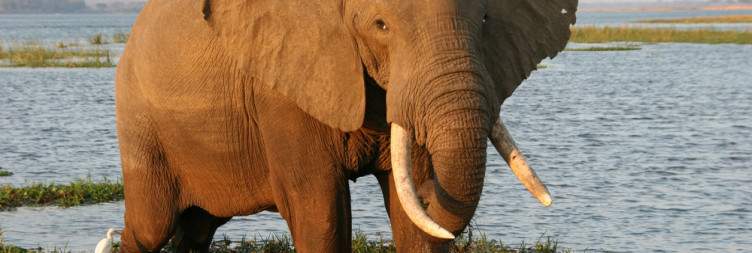 Mana Pools National Park