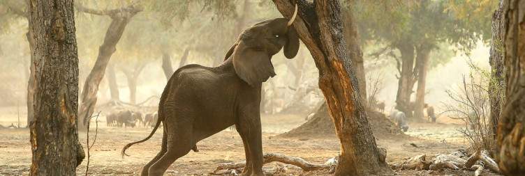 Arrival in Mana Pools – The Adventure Begins