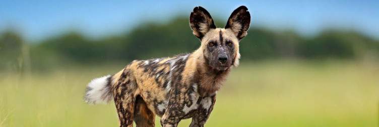 Harare to Mana Pools