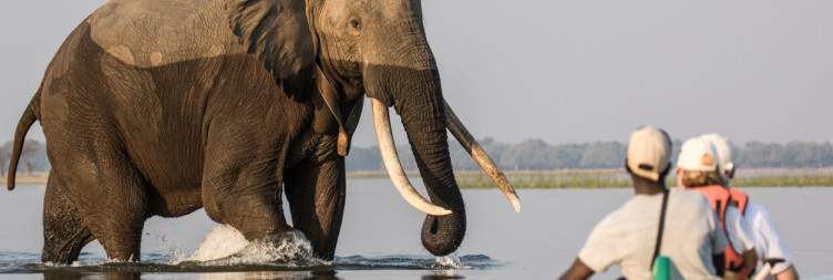 Morning Walking Safari & Evening River Safari