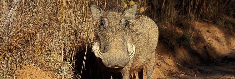 Transfer from Khulu Lodge to Amalinda Lodge for 3 Nights