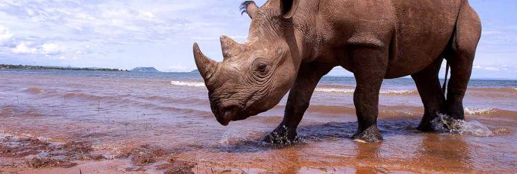 Explore Matusadona National Park and Lake Kariba