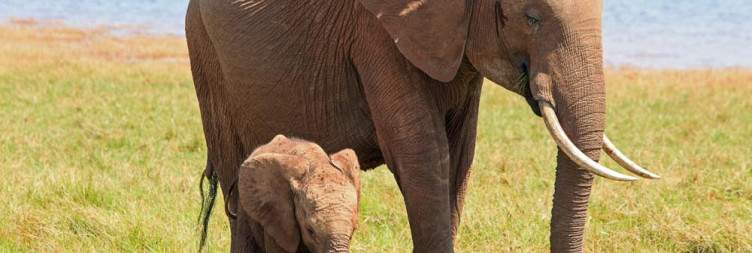Fly to Matusadona National Park and Lake Kariba